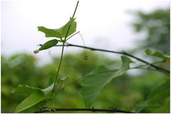 Solena amplexicaulis